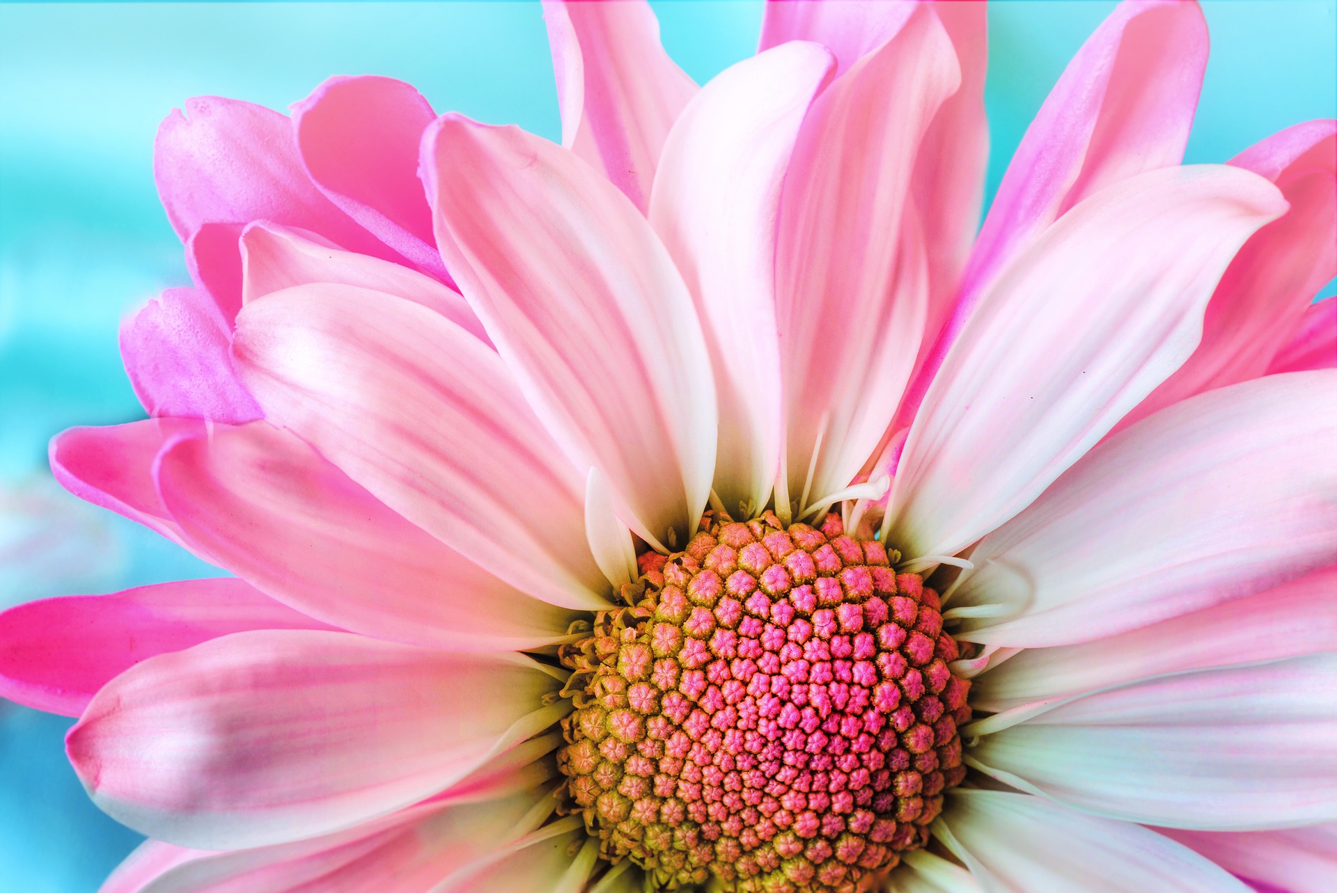 pink flower on blue background