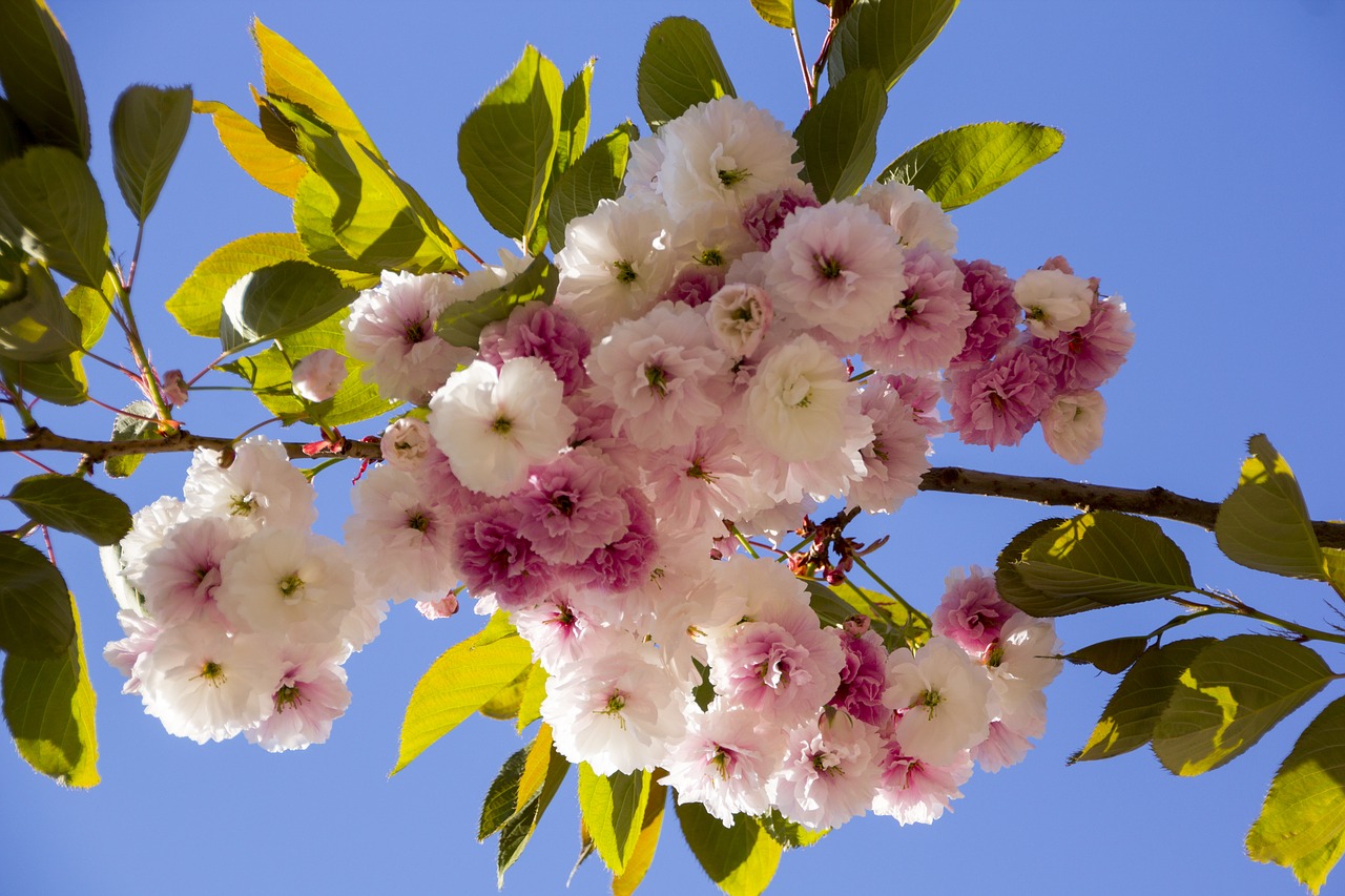 cherry blossom