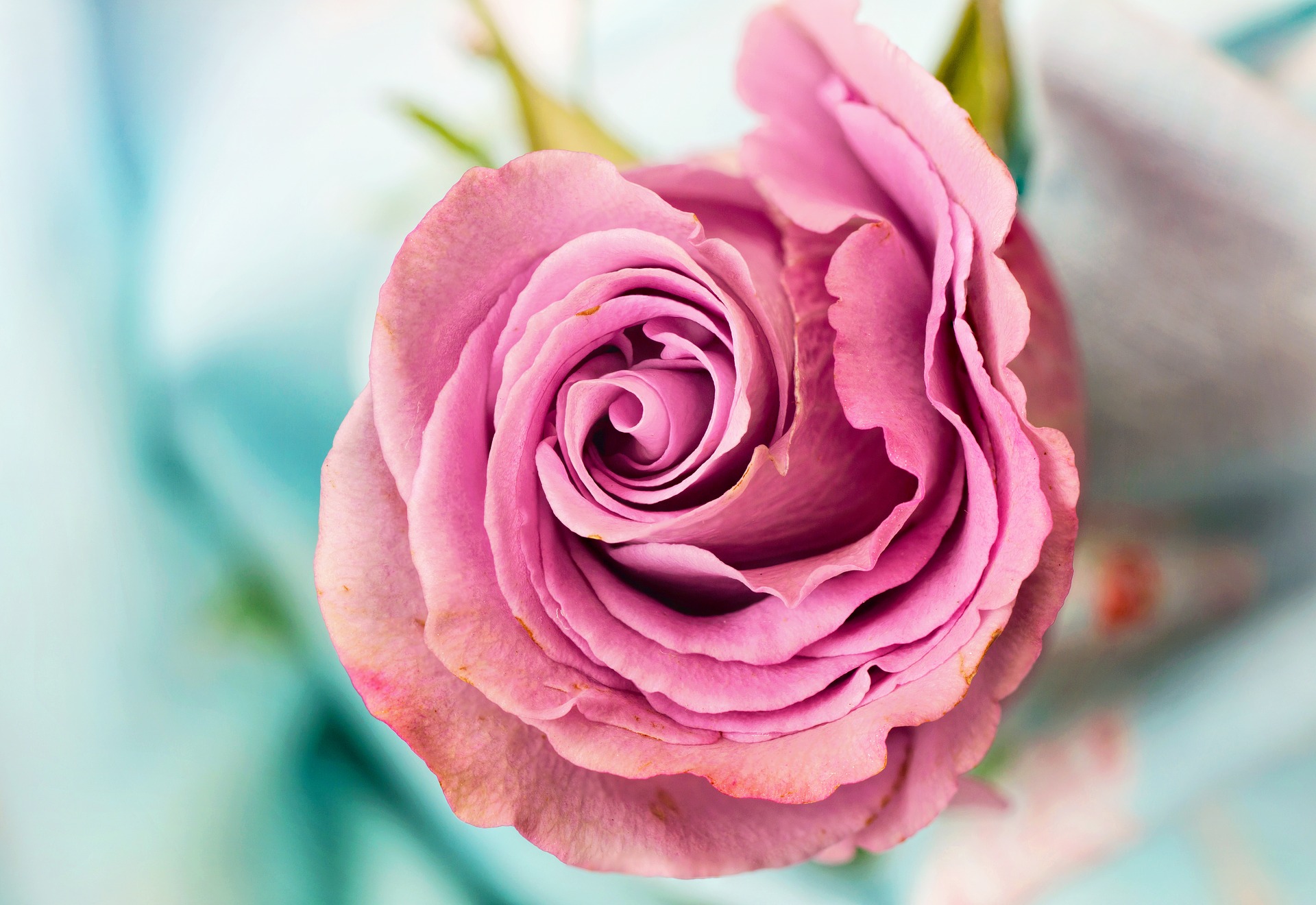 rose