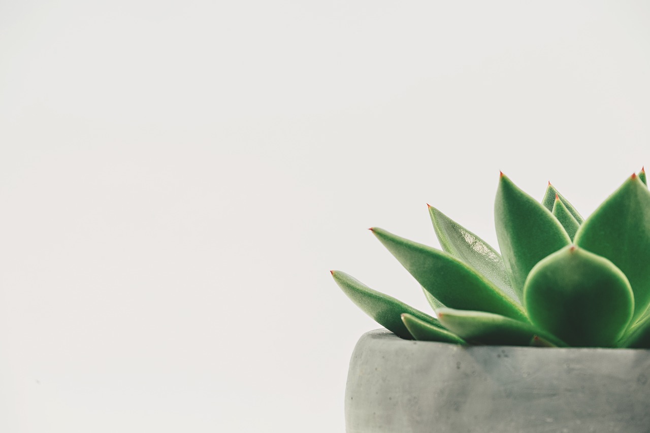 plant on white background