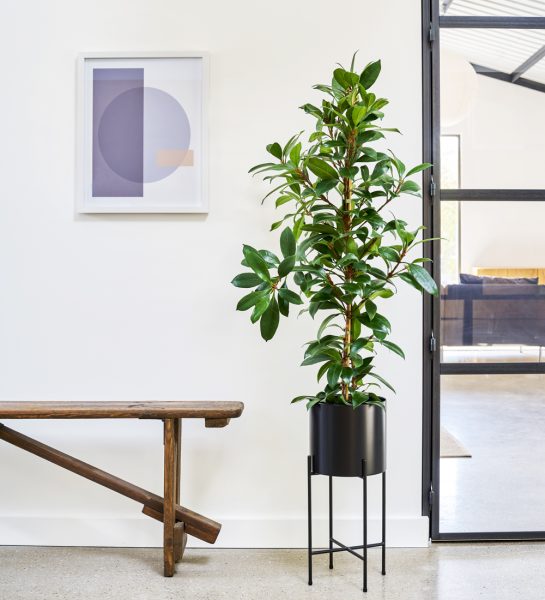 African fig plant