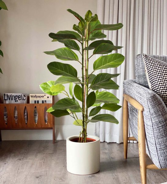 ficus joy beards n daisies