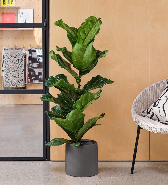 fiddle leaf fig