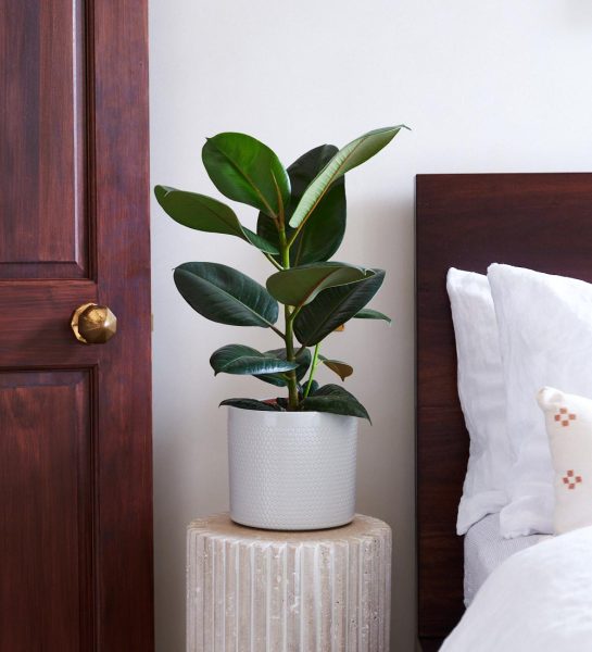 rubber plant