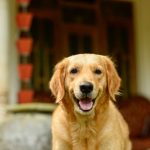 golden retriever in home for pets