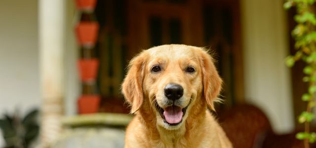 golden retriever in home for pets
